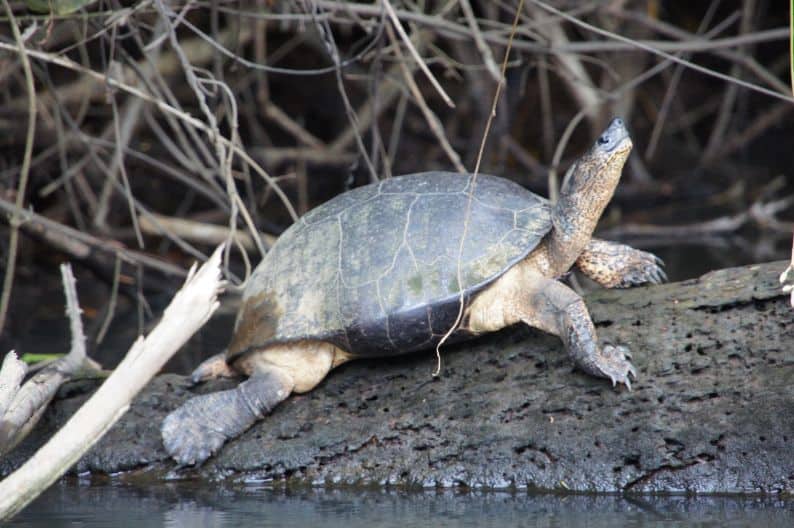 schildpad costa rica