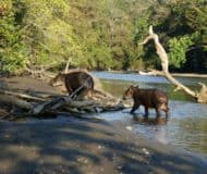 Tapirs