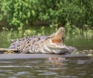 krokodil costa rica