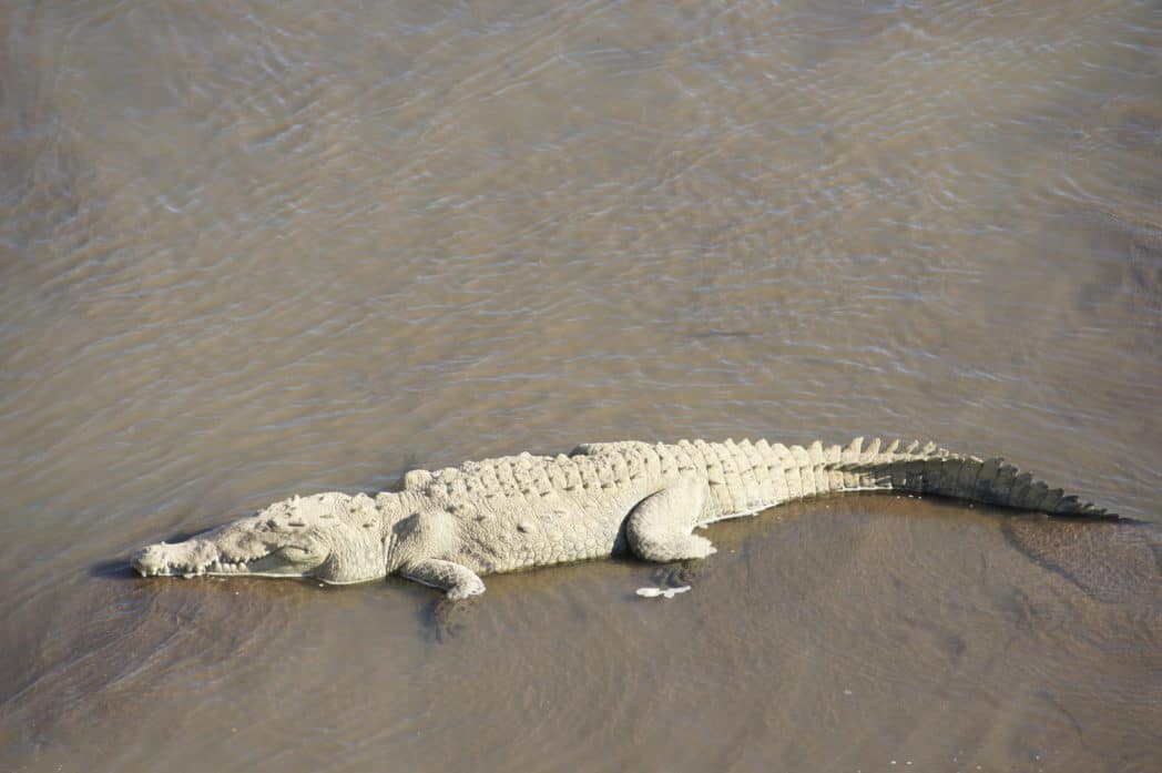 krokodil Rio Tarcoles