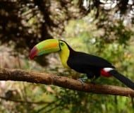 toekans belize