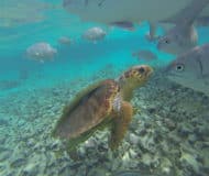 duiken snorkelen belize