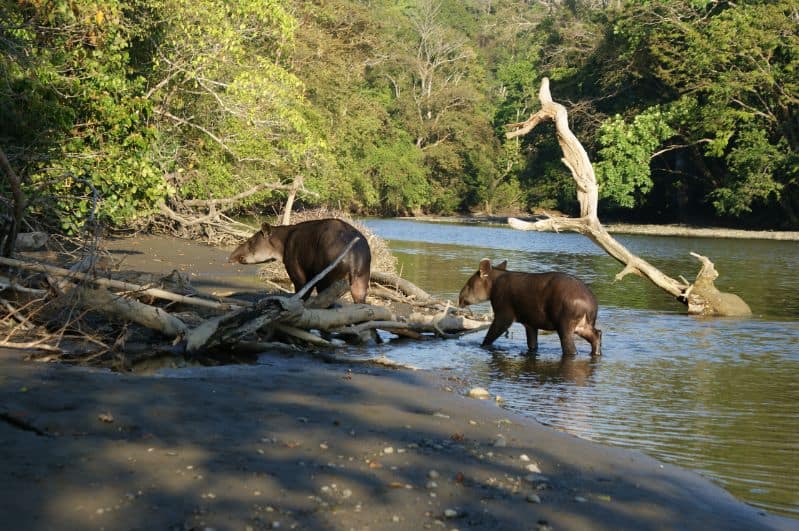 Tapirs Nationaal Park Corcovado