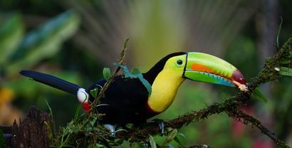 toekan costa rica reizen naar Costa Rica