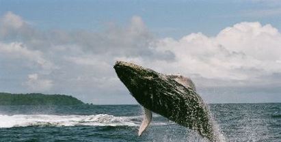 walvis reizen naar Costa Rica