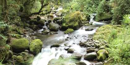 Nevelwoud Costa Rica Nevelwoud Costa Rica