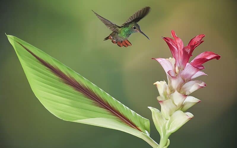 Kolibrie Kolibri Costa Rica