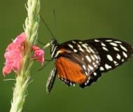 Vlinder Costa Rica