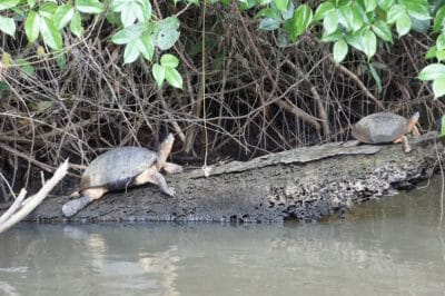 Tortuguero Bezienswaardigheden Costa Rica