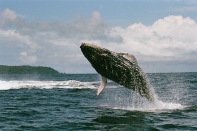 walvissen costa rica