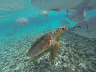 Southwater Caye Belize schildpad met vissen