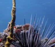 Onderwaterleven panama