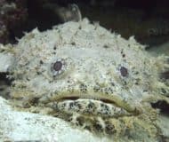 Onderwaterleven Panama
