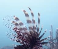 duikreis panama onderwaterwereld