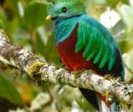 Quetzal