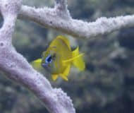 tropische vissen in panama