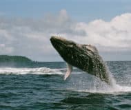 walvis costa rica