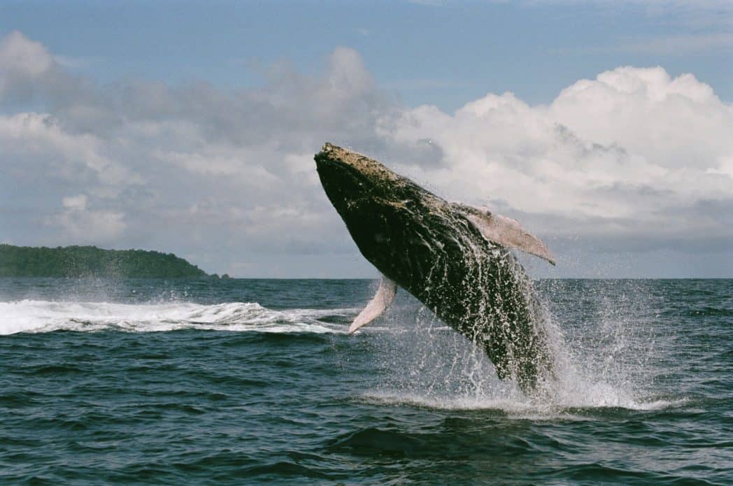 walvis costa rica