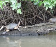 schildpadden in tortuguero