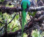 quetzal costa rica