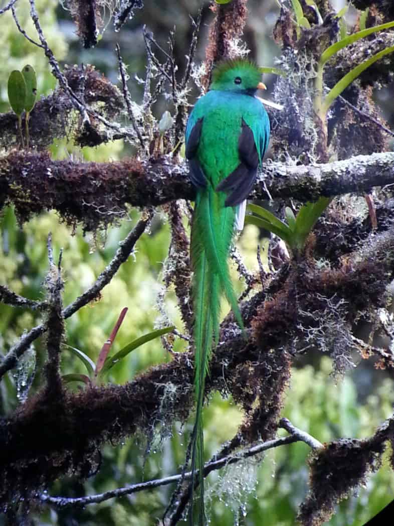 quetzal