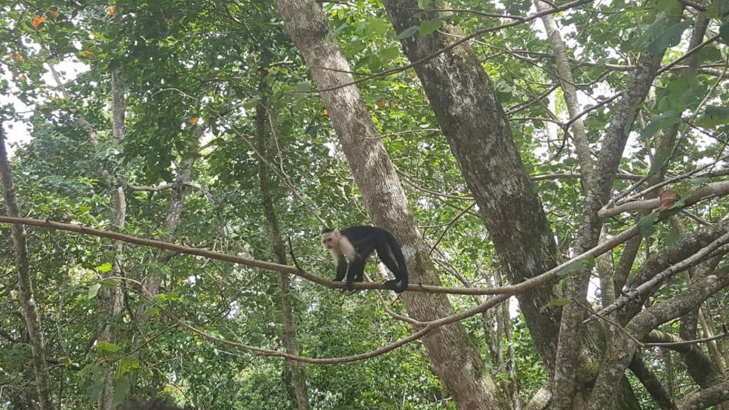 aap costa rica cahuita