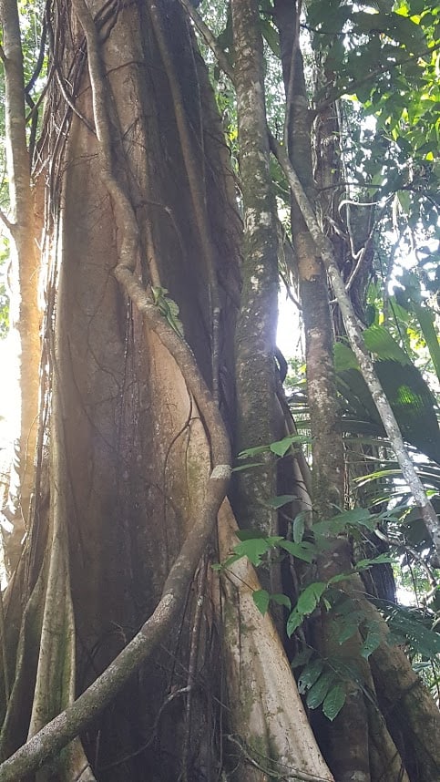 leguaan costa rica