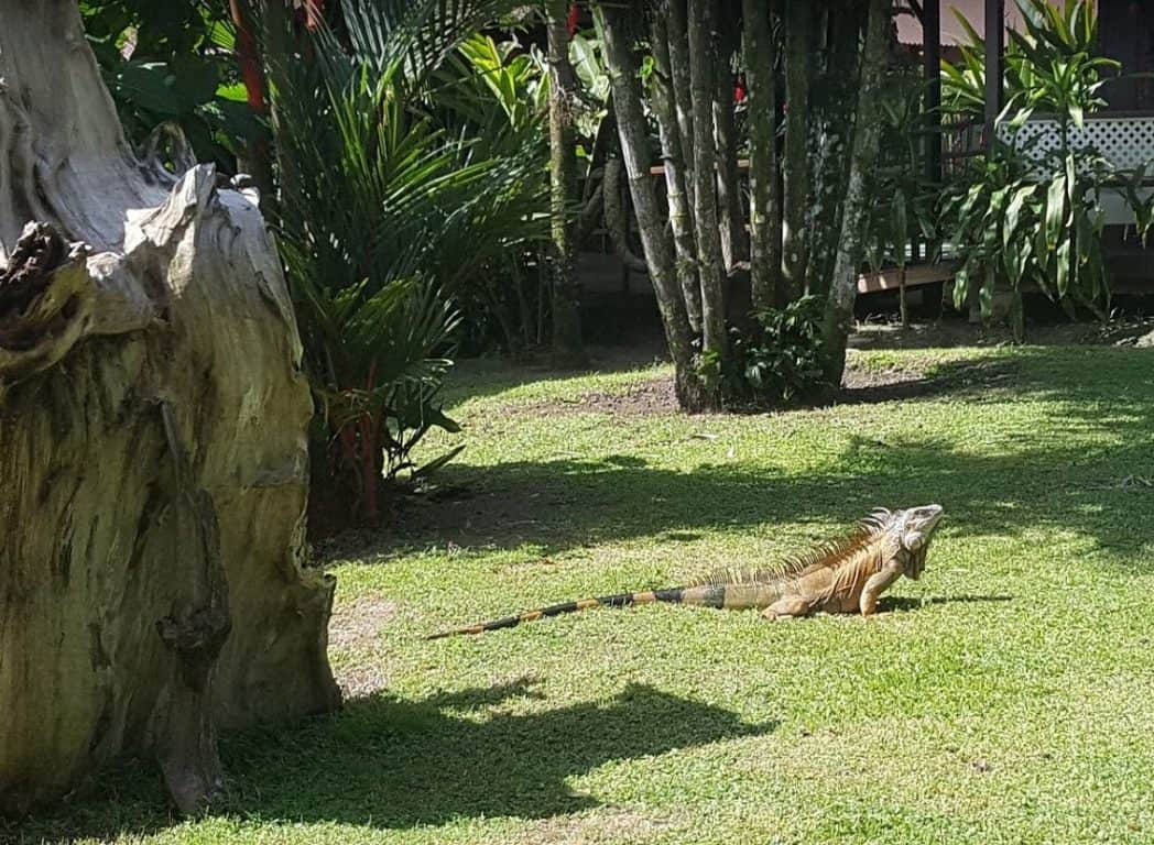 leguaan costa rica