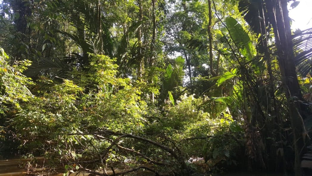 Tortuguero in costa rica