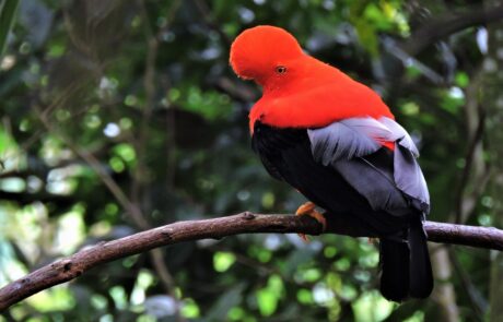 Andean Cock of the Rock