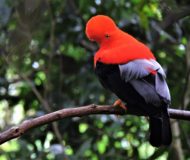 Andean Cock of The Rock