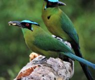 Andean Motmot