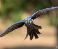 Ara Pantanal