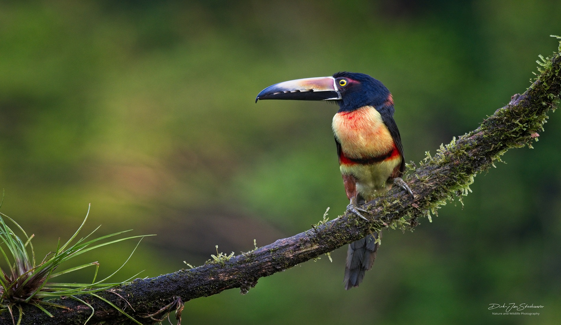 Aracari