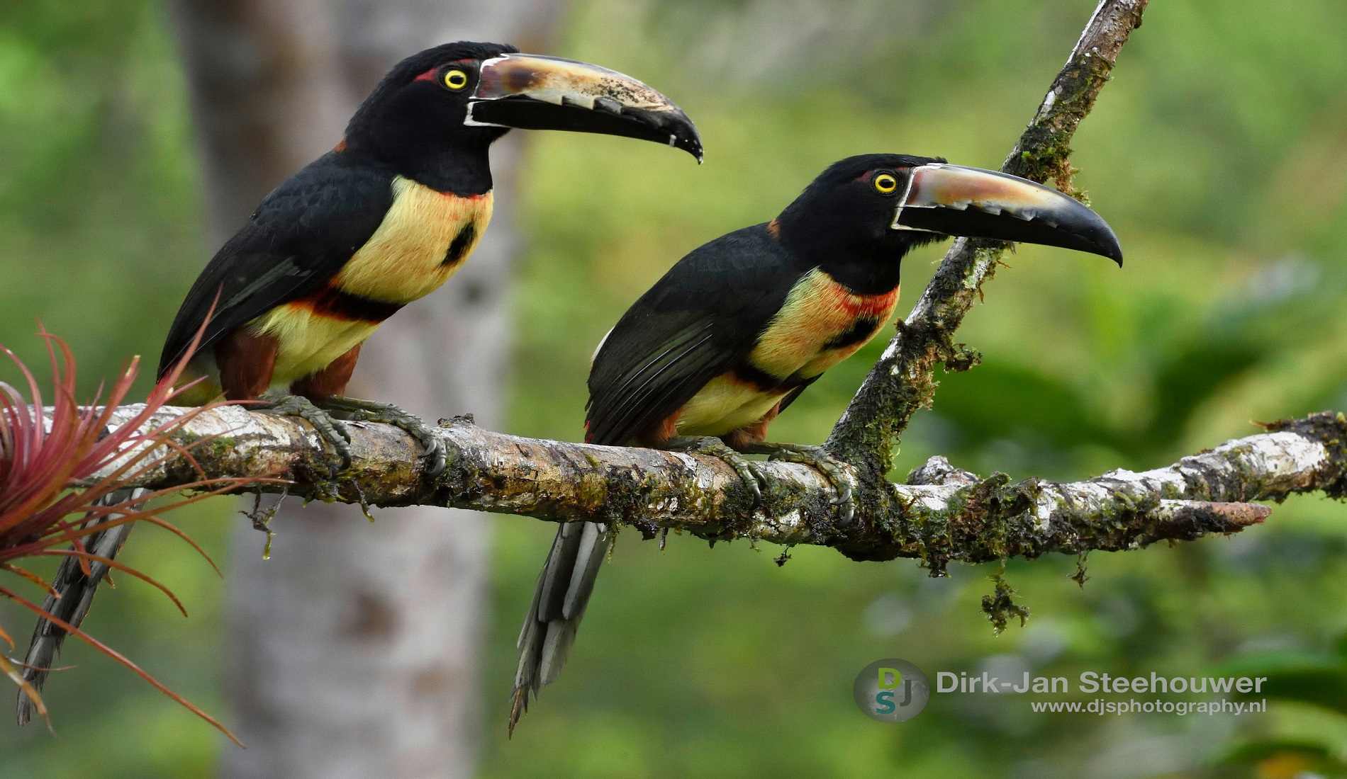 Aracaris rondreis belize