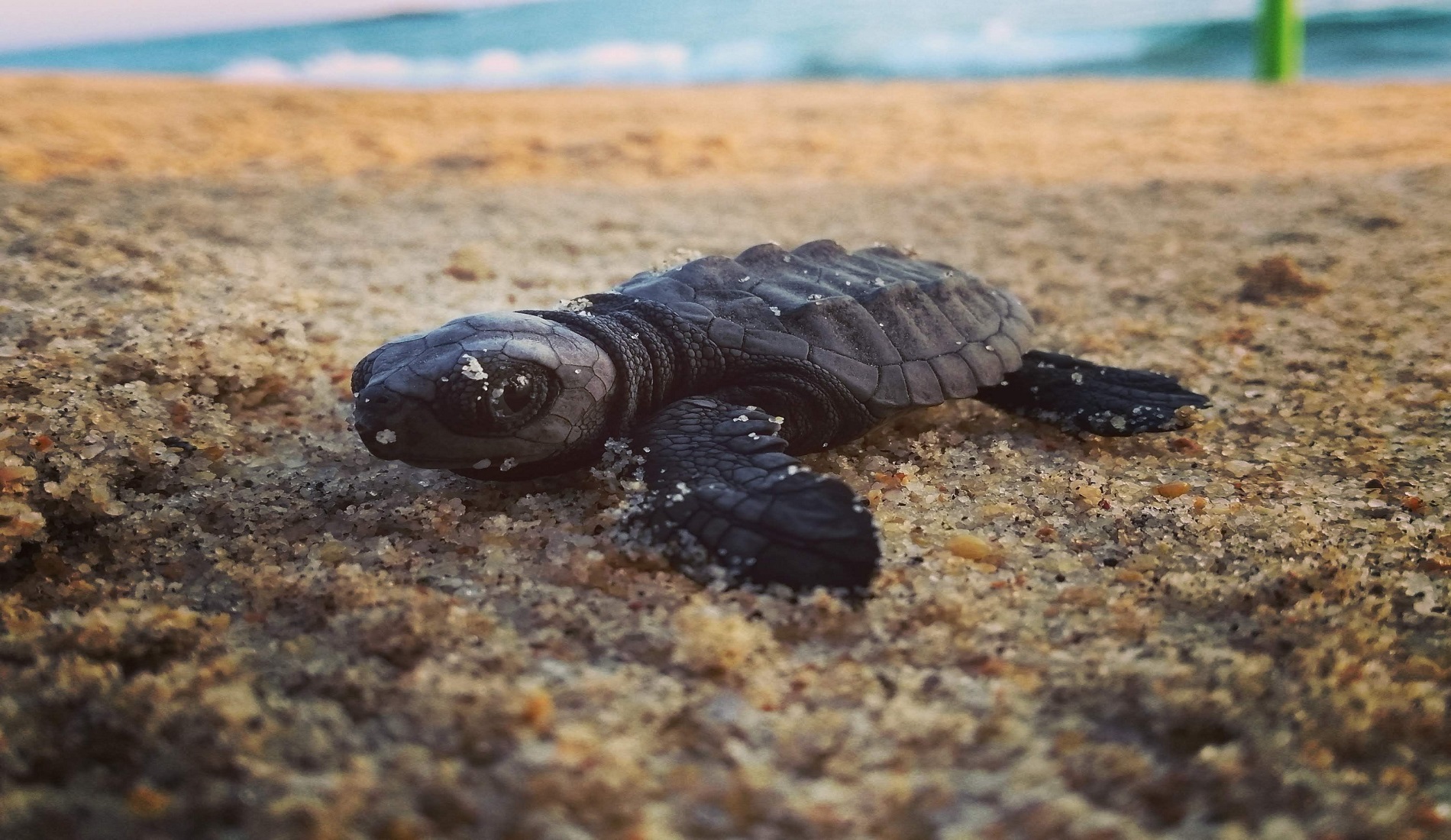 Baby schildpad Puerto Escondido