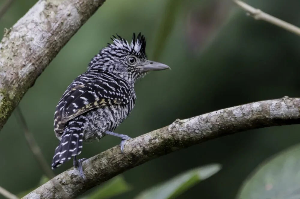 Barred Antshrike Male Vogelreis Belize