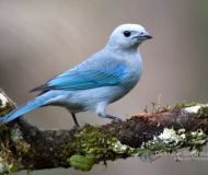 Blue-grey tanager