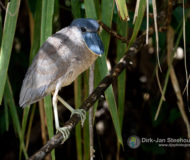 Boat-billed heron