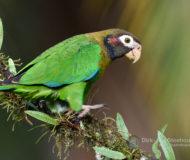 Brown-hooded parrot