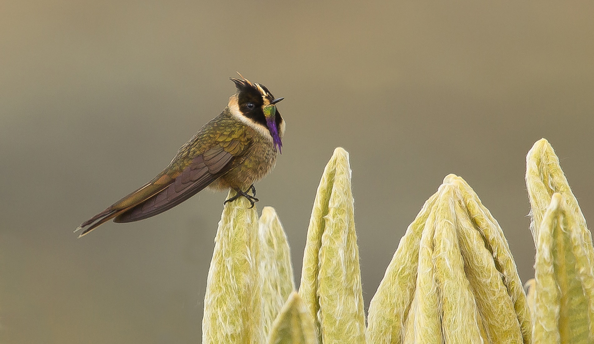 Buffy Helmetcrest vogelreis colombia 1