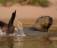 Capibara Pantanal