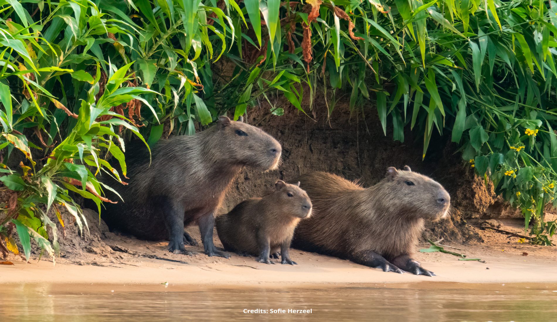Capibara Pantanal