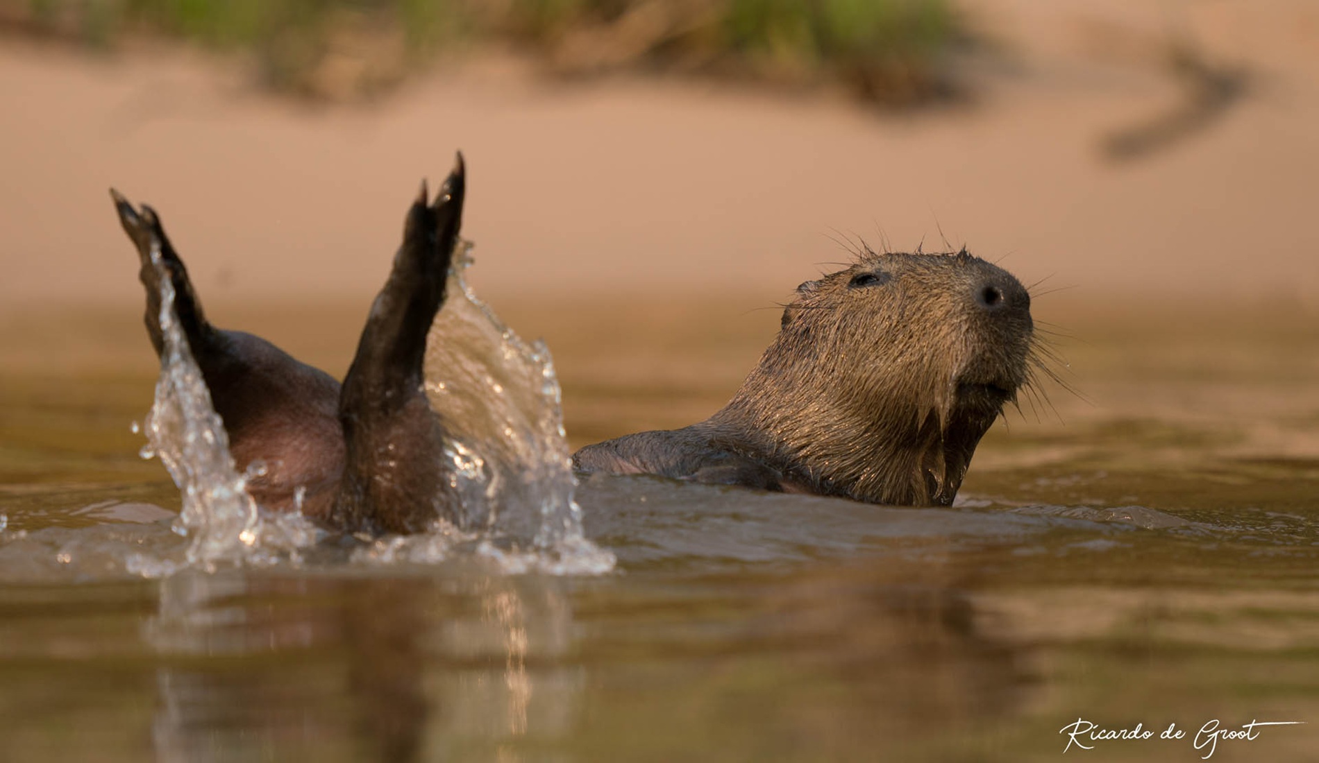 Capibara Pantanal