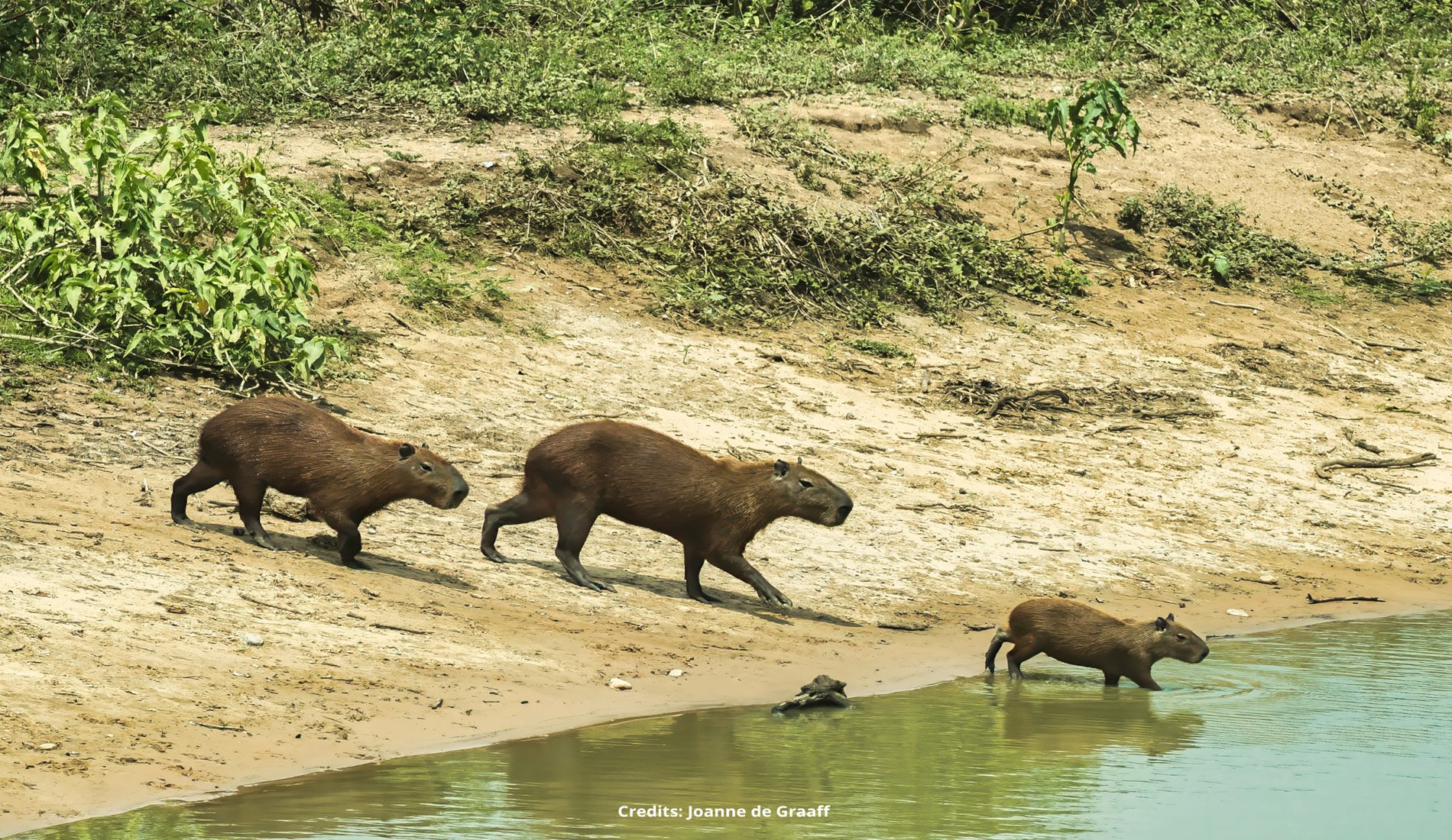 Capibara Pantanal