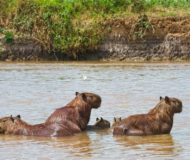 Capibara's