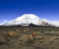 Reserva faunísta Chimborazo