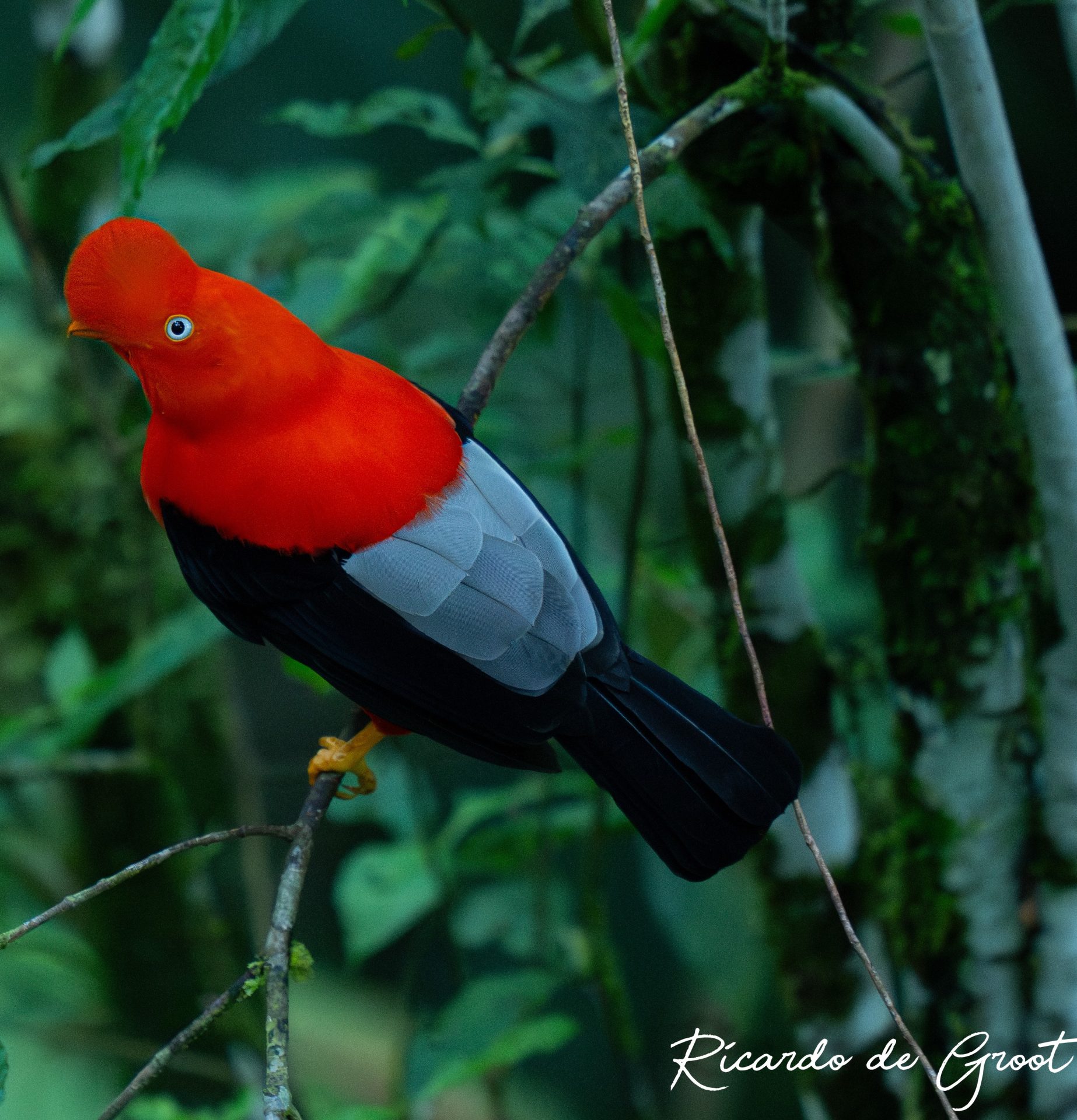 Cock of the Rock