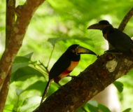 Collared Aracari's