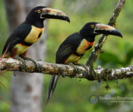 Collared aracari's